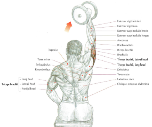 one arm dumbell triceps extension anatomy