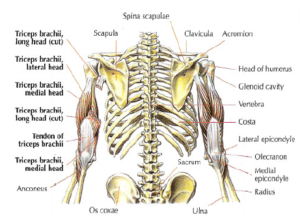 one arm dumbell triceps extension anatomy