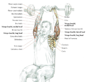 seated ez bar triceps extensions anatomy arm