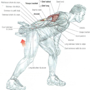 Standing BentOver One Arm Dumbbell Triceps Extension anatomy