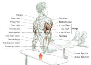 triceps dips anatomy arm