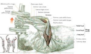 dumbbell triceps extension anatomy