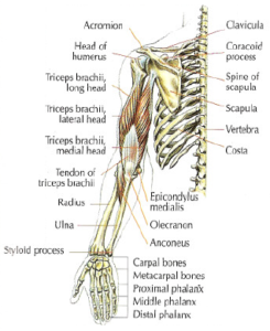 arm triceps anatomy