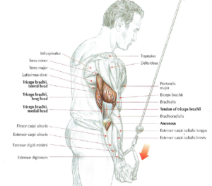 one arm reverse pushdowns anatomy