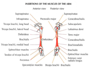 one arm reverse pushdowns anatomy