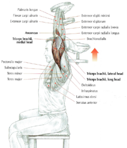 seated Dumbbell Triceps Extensions anatomy arm