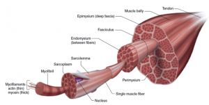 muscle fiber