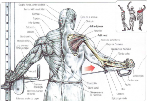 One Arm Rear Deltoid Fly With Cable