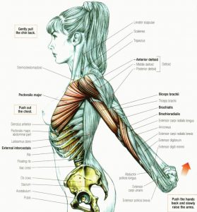 stretching of deltoids anterior beams 