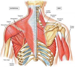 kyphosis muscles 