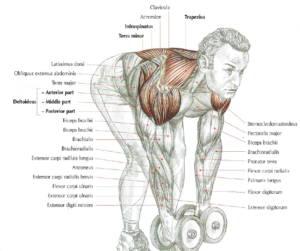 bent over lateral raise