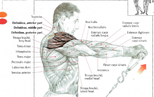 low pulley front raises