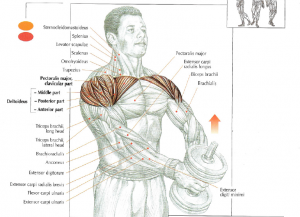 One Dumbbell Front Raises