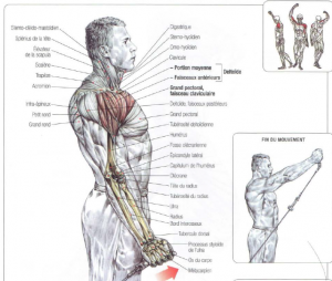 semi pronated low pulley front raises