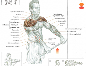 barbell front raises