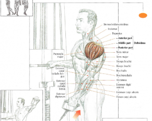 low pulley lateral raises