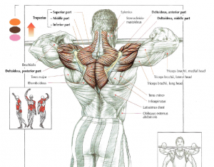 upright rows