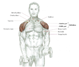 front raises anatomy dumbbell shoulder