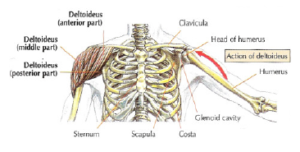 anatomy shoulder