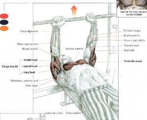 close grip bench press