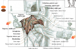 pec deck rear deltoid lateral