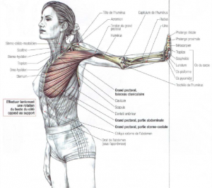 stretching pectoralis major muscle chest