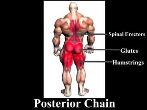 posterior chain muscle