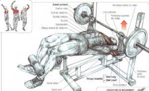 decline bench press