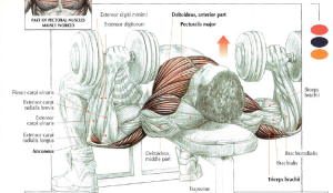 dumbbell bench press