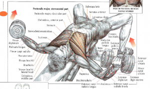 dumbbell flys