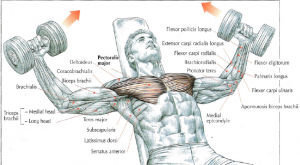 incline dumbbell flys