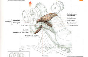 incline dumbbell press