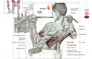 lat pulldowns