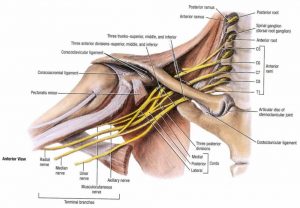 plexus brachial