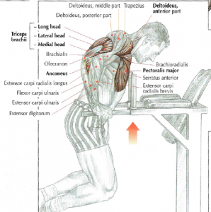 parallel bar dips 