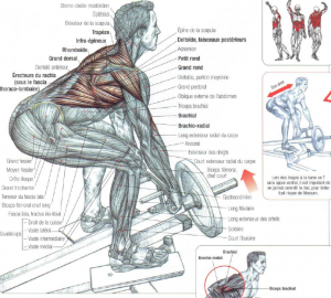 t bar rows feet