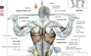 back lat pulldowns