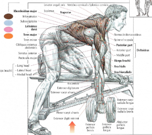 one arm dumbbell rows