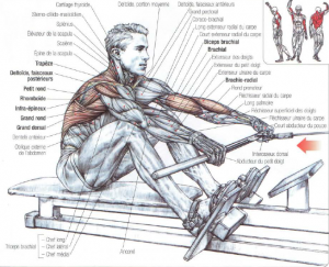 seated rows with a bar