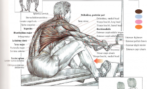 seated rows