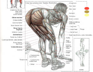 stiff legged deadlifts