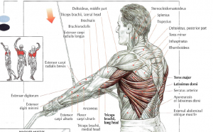 straight arm lat pulldowns