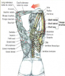 triceps stretching