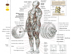 deadlift anatomy