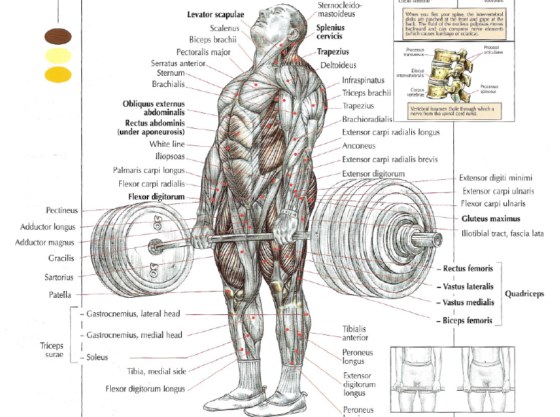 Ejercicios para coger masa muscular