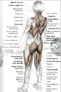 deadlift anatomy