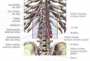 low back pain