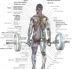 trap bar deadlift