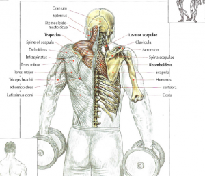 dumbbell shrugs