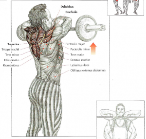 upright rows